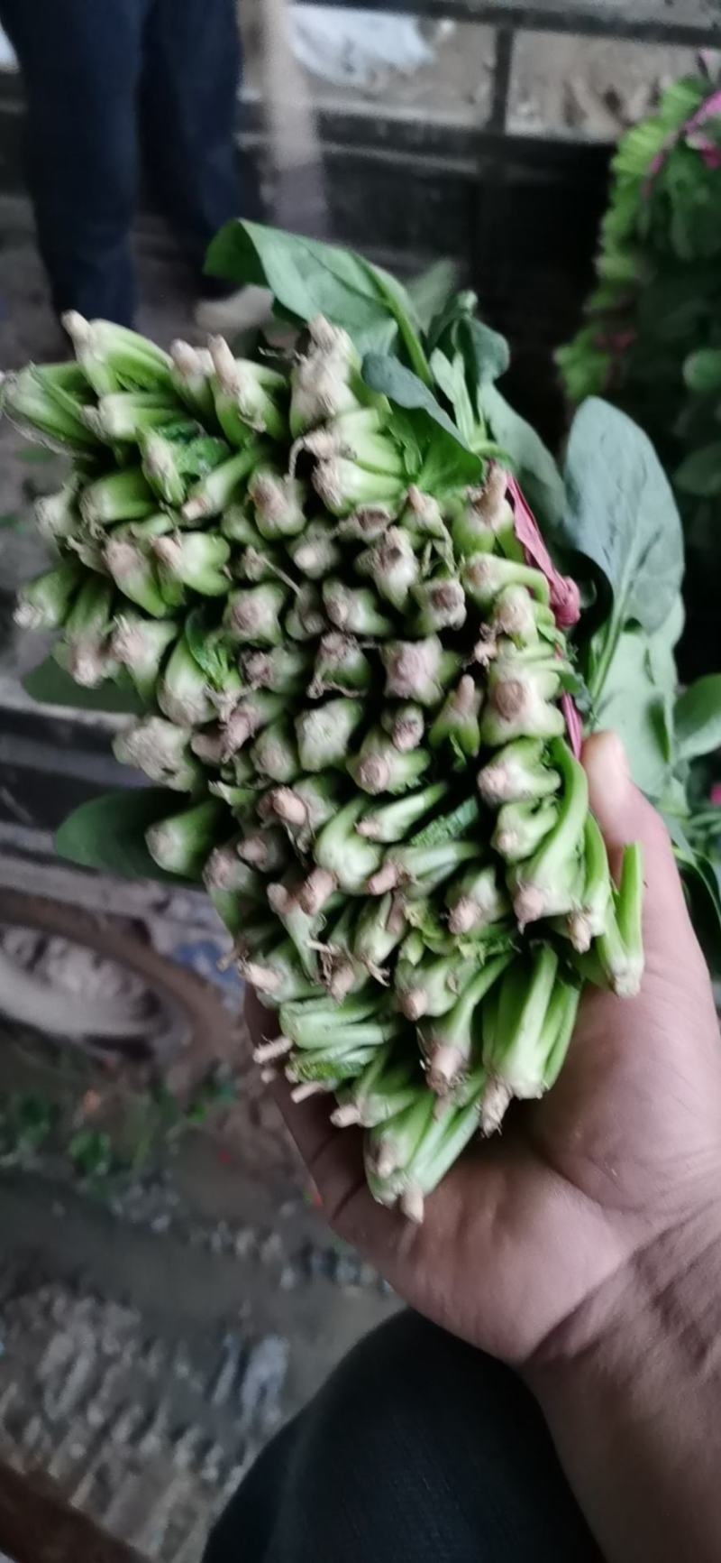 菠菜大量上市，精品菠菜，质量很好价格便宜，欢迎打扰，
