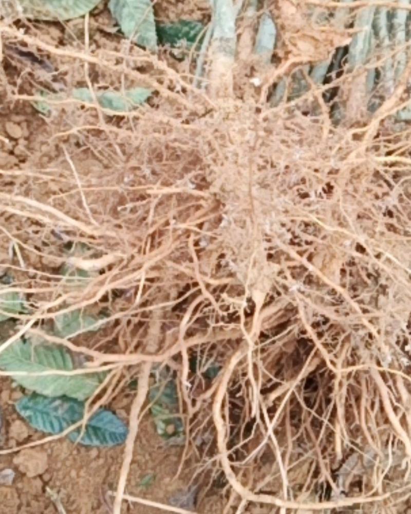 2020年，白花油茶种子