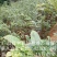2020年，白花油茶种子