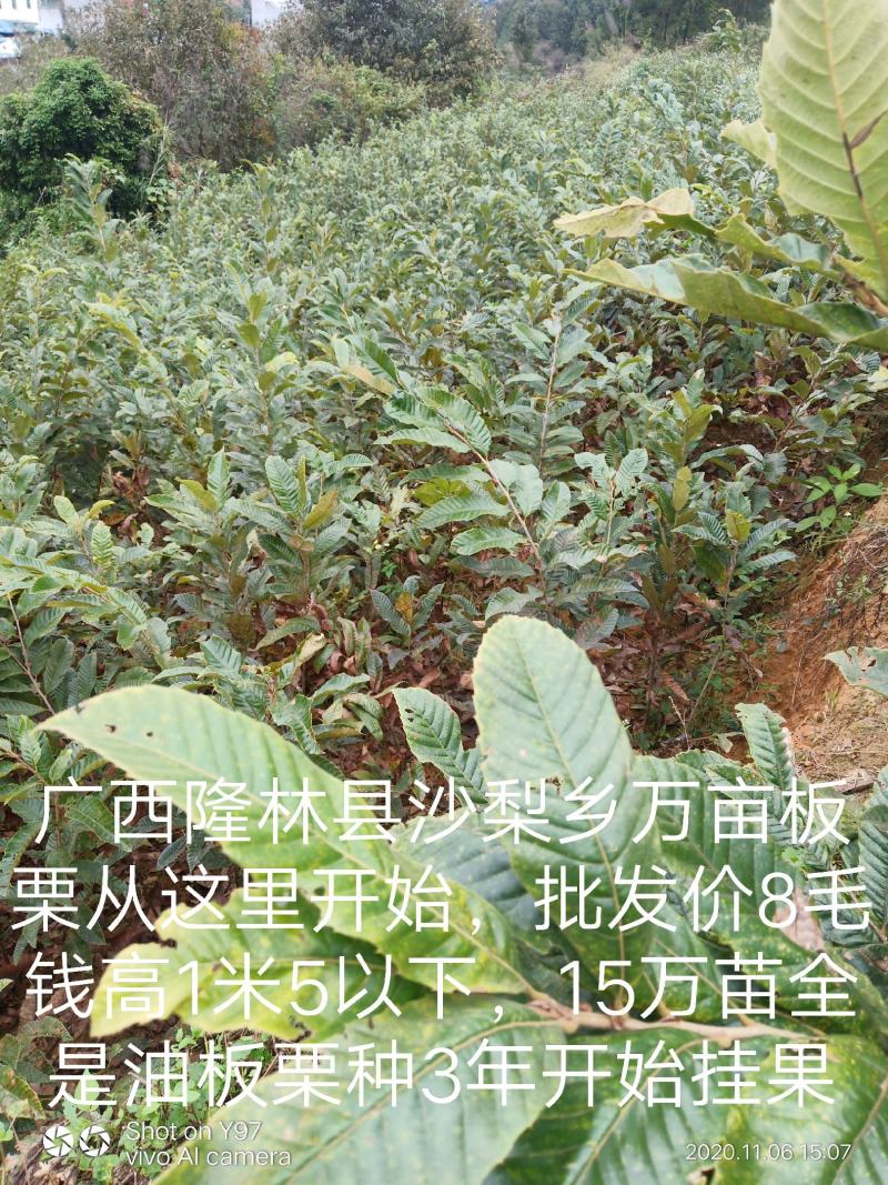 2020年，白花油茶种子