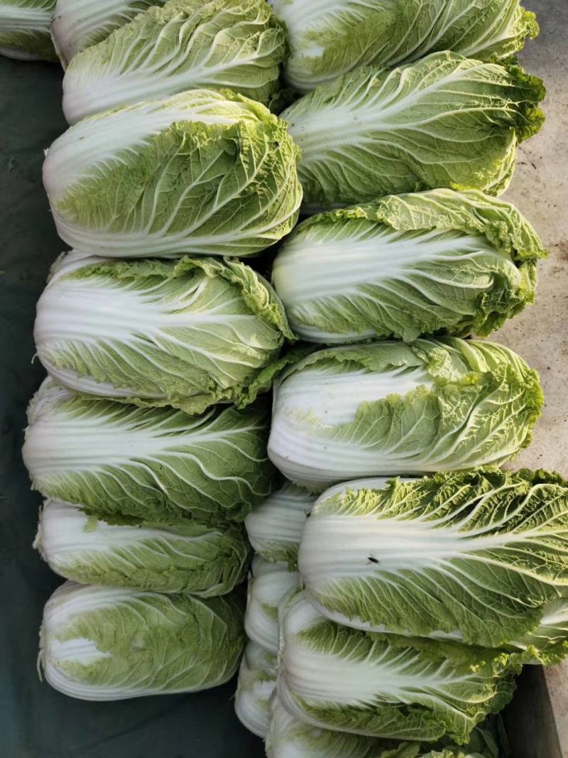 山东优质大白菜种植基地产地批发可视频看货