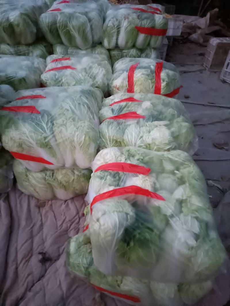 山东优质大白菜种植基地产地批发可视频看货