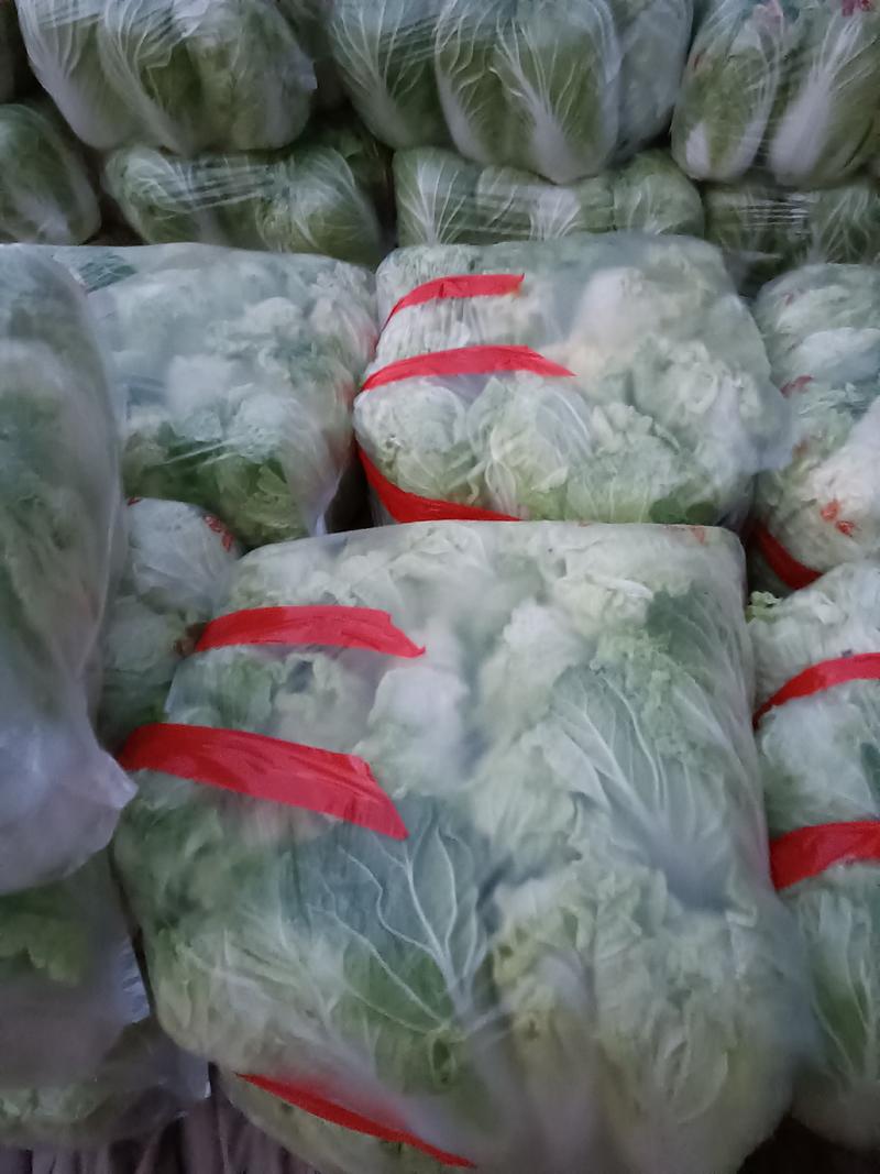 山东优质大白菜种植基地产地批发可视频看货