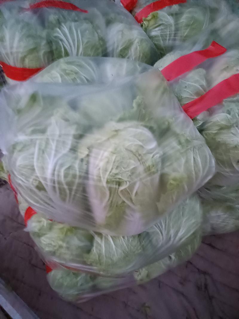 山东优质大白菜种植基地产地批发可视频看货