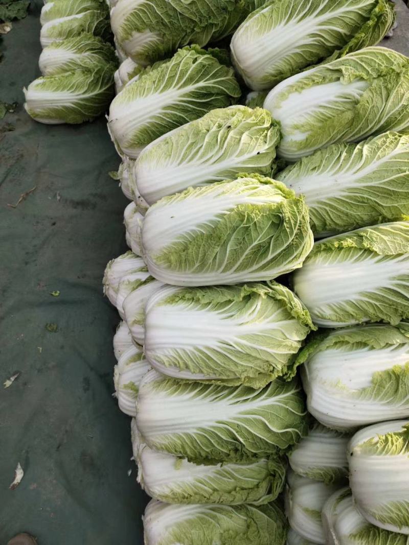 山东优质大白菜种植基地产地批发可视频看货