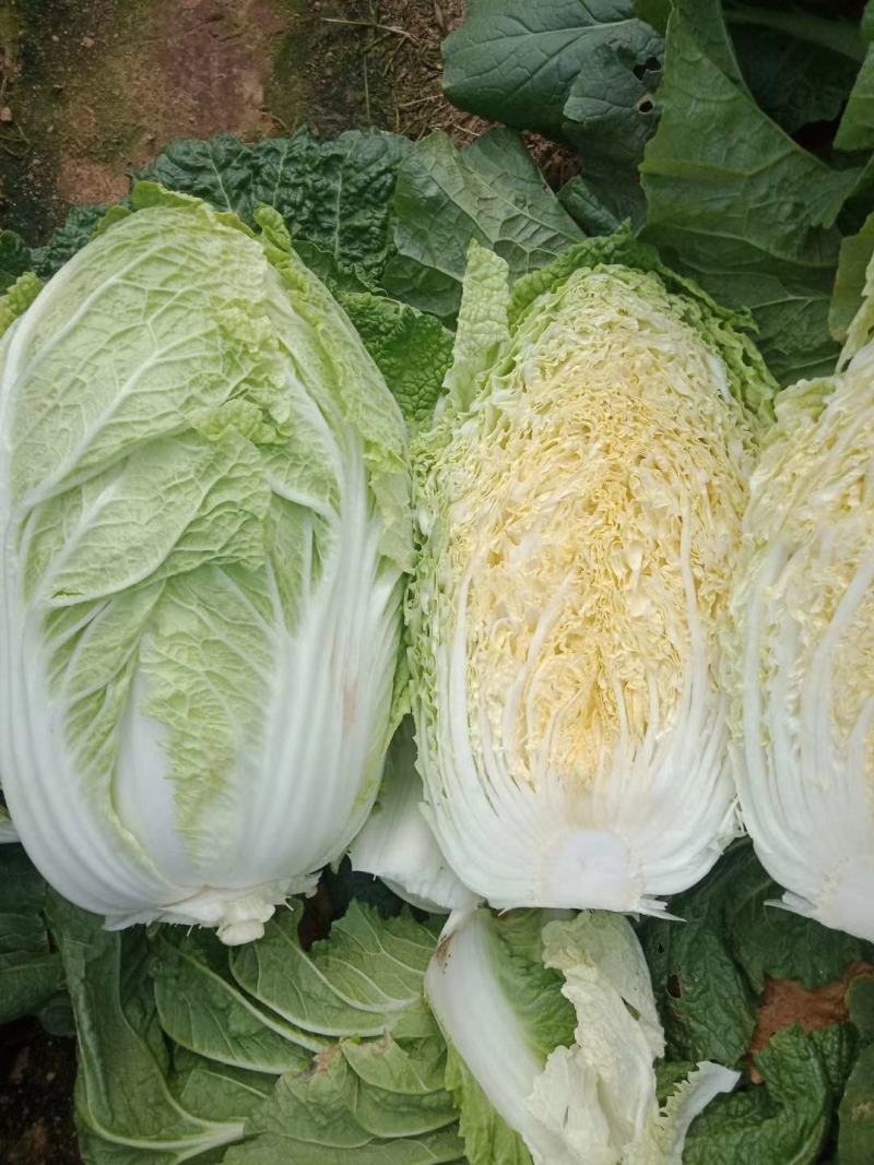 山东优质大白菜种植基地产地批发可视频看货