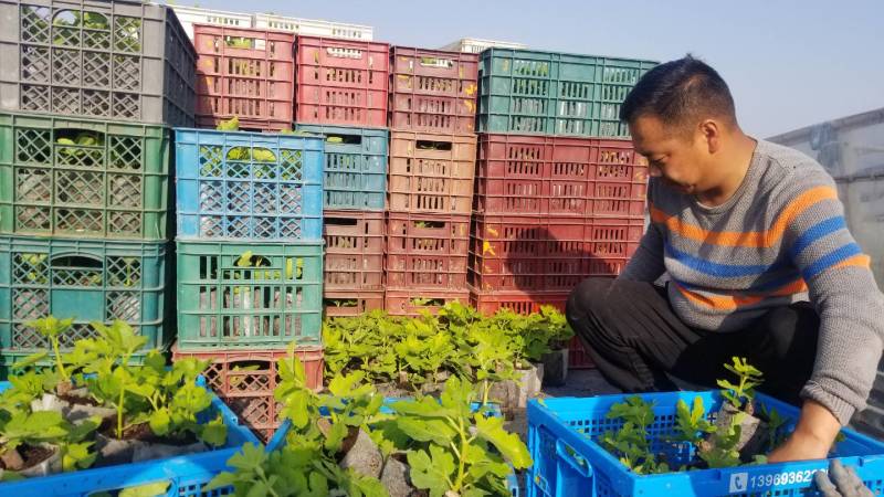 无花果苗，波姬红、芭劳奈无花果苗，标准化种植新技术新模式
