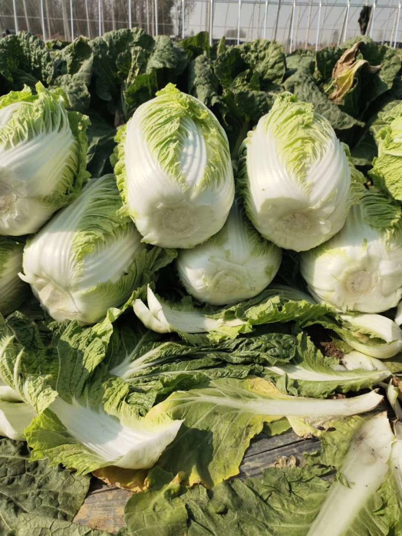 山东优质大白菜种植基地产地批发可视频看货