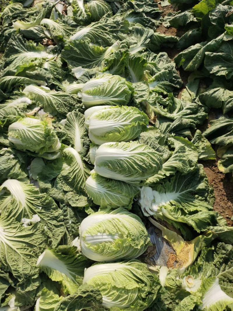 山东优质大白菜种植基地产地批发可视频看货