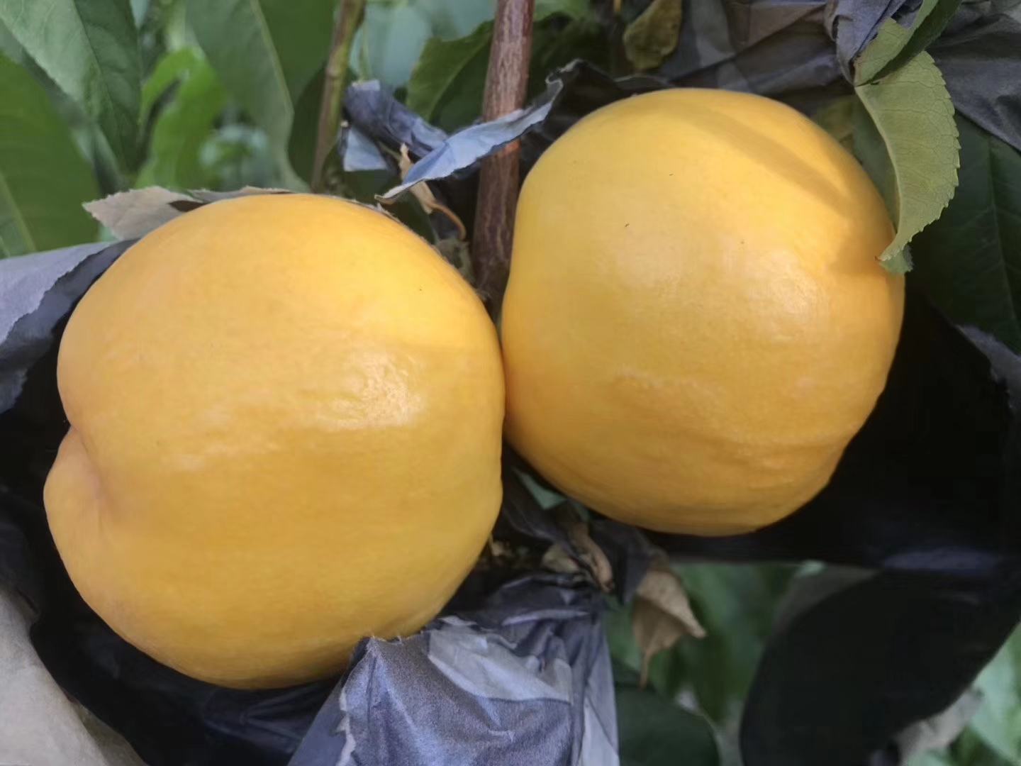 一棵两年生黄桃树,主干明显,侧枝分布均匀,枝条上已开放粉红色桃花并有少量小果实形成,背景为春季果园土壤湿润状态,显示早期结果潜力 黄桃幼树开花结果实景图