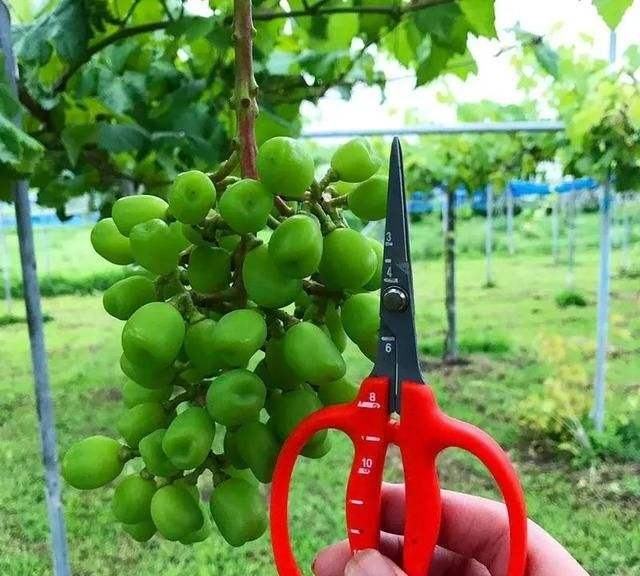 八角金盘果实成熟期的园艺管理