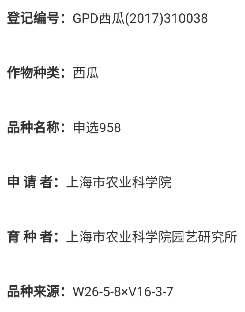 西瓜申选958薄皮松脆美都品质抗重茬和雨水