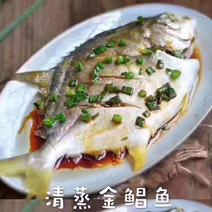 【本港金鲳鱼】海水鱼，口感和肉质非常好