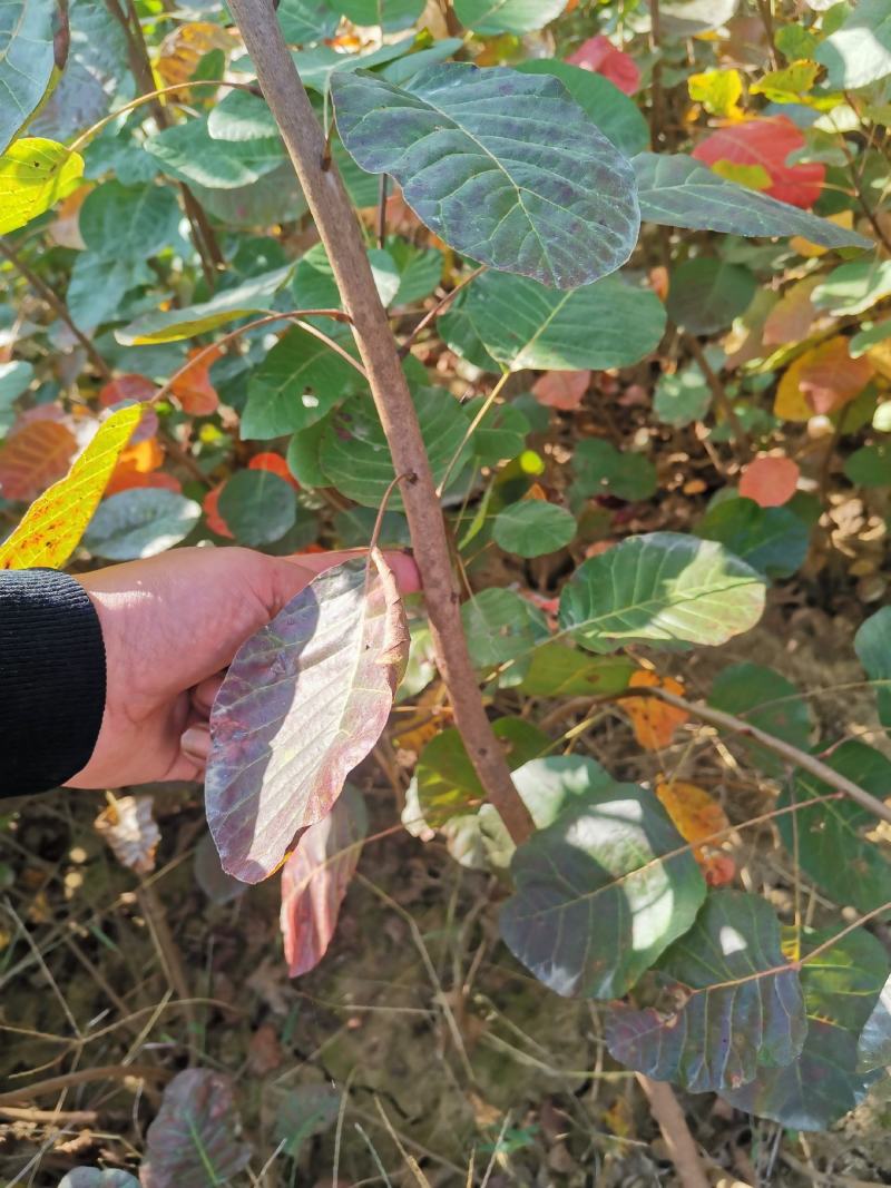 黄栌苗黄栌当年黄栌苗黄栌小苗地载黄栌苗丛生黄栌