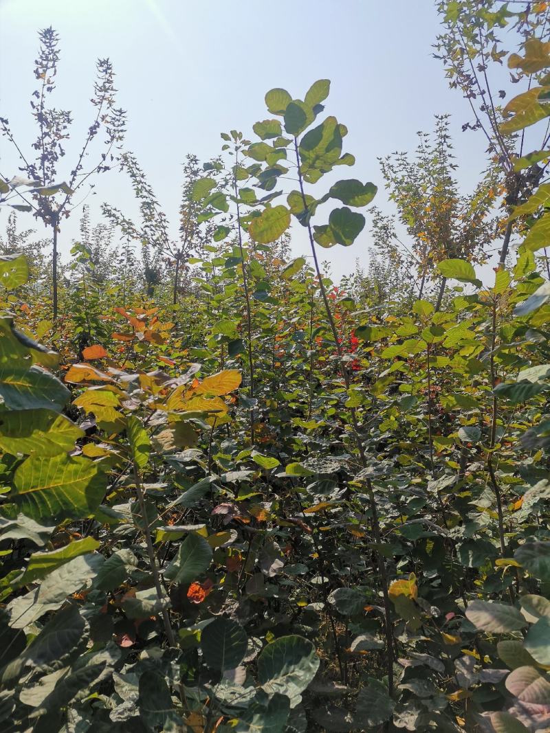 黄栌苗黄栌当年黄栌苗黄栌小苗地载黄栌苗丛生黄栌