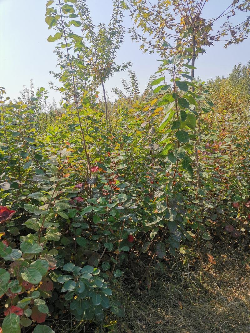 黄栌苗黄栌当年黄栌苗黄栌小苗地载黄栌苗丛生黄栌