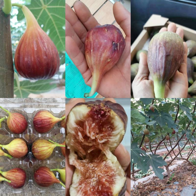 波姬红无花果苗，波姬红、芭劳奈育苗枝条，剪好的插条