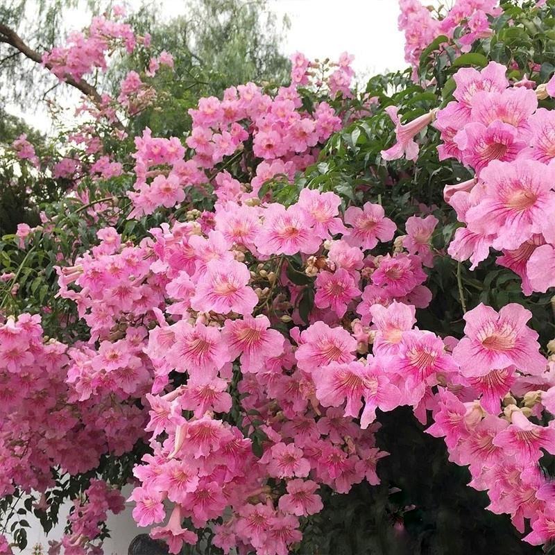 凌霄花树苗橙红色粉色橙黄色保品种保质量现挖现发保质