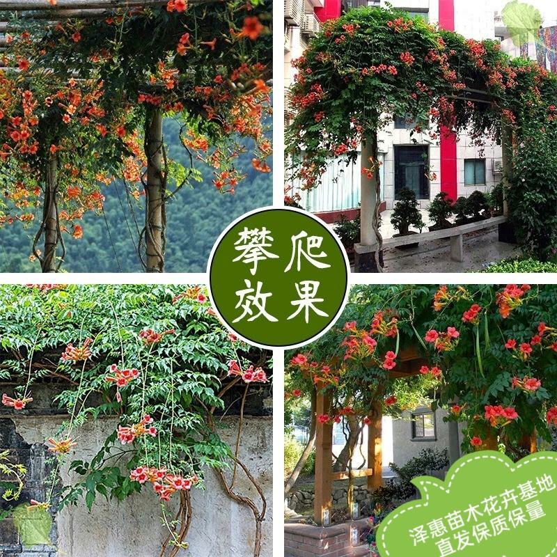 凌霄花树苗橙红色粉色橙黄色保品种保质量现挖现发保质