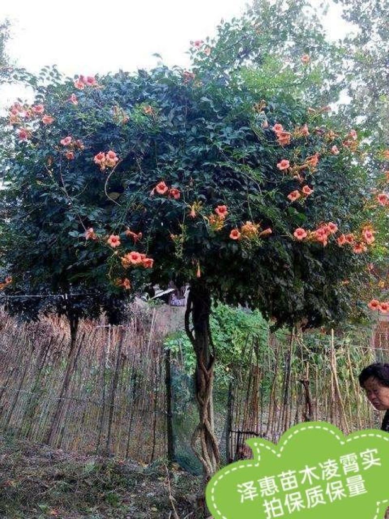 凌霄花树苗橙红色粉色橙黄色保品种保质量现挖现发保质