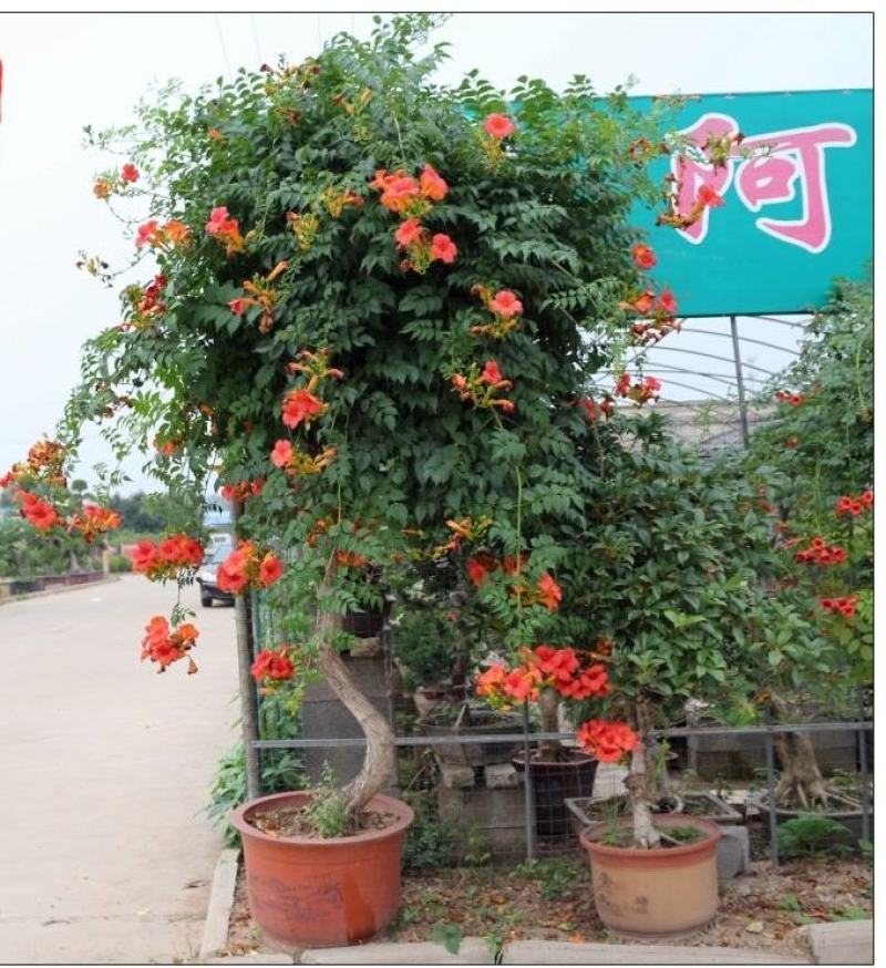 凌霄花树苗橙红色粉色橙黄色保品种保质量现挖现发保质