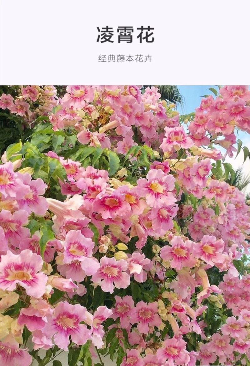 凌霄花树苗橙红色粉色橙黄色保品种保质量现挖现发保质