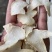 白芨片紫花三叉白芨片白芨片