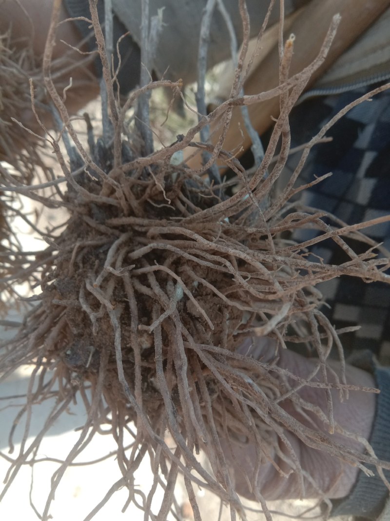 北苍术种芽块茎鲜货，香味浓，农户自家种的
