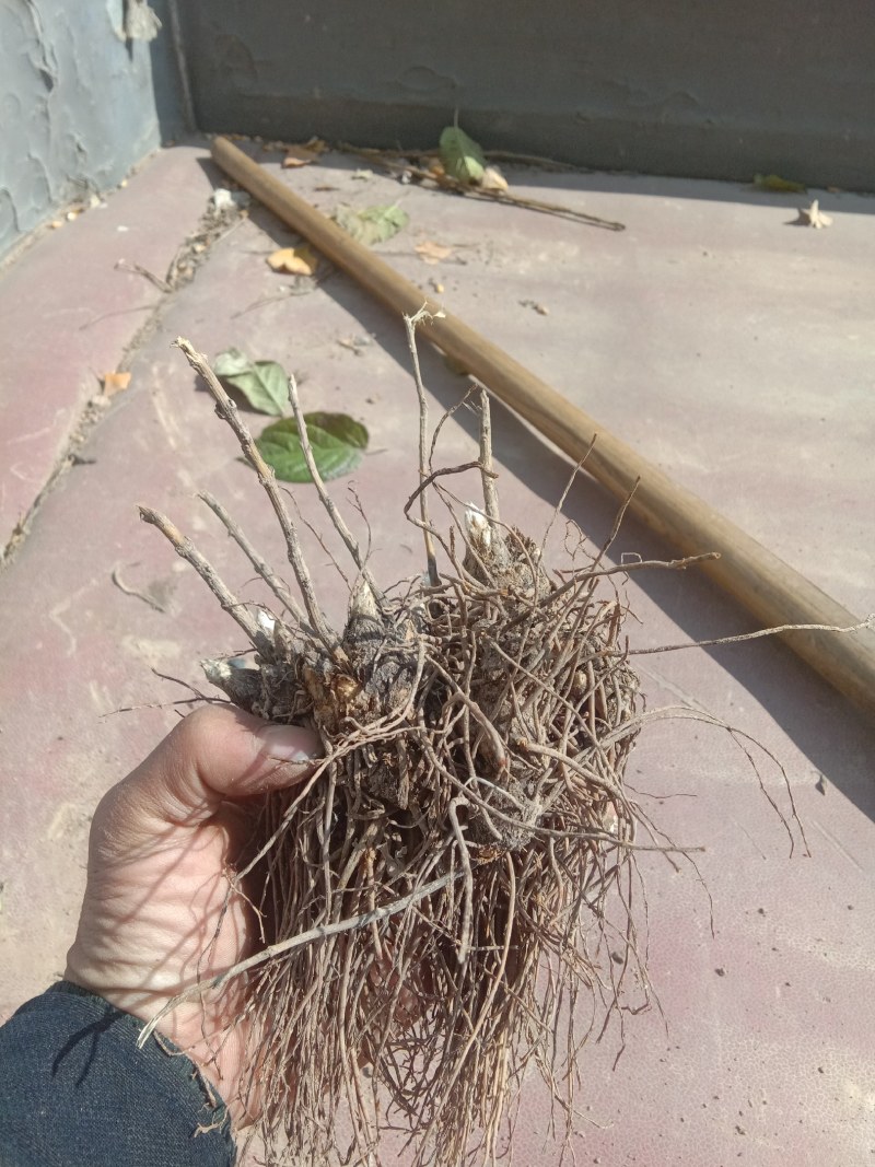 北苍术种芽块茎鲜货，香味浓，农户自家种的