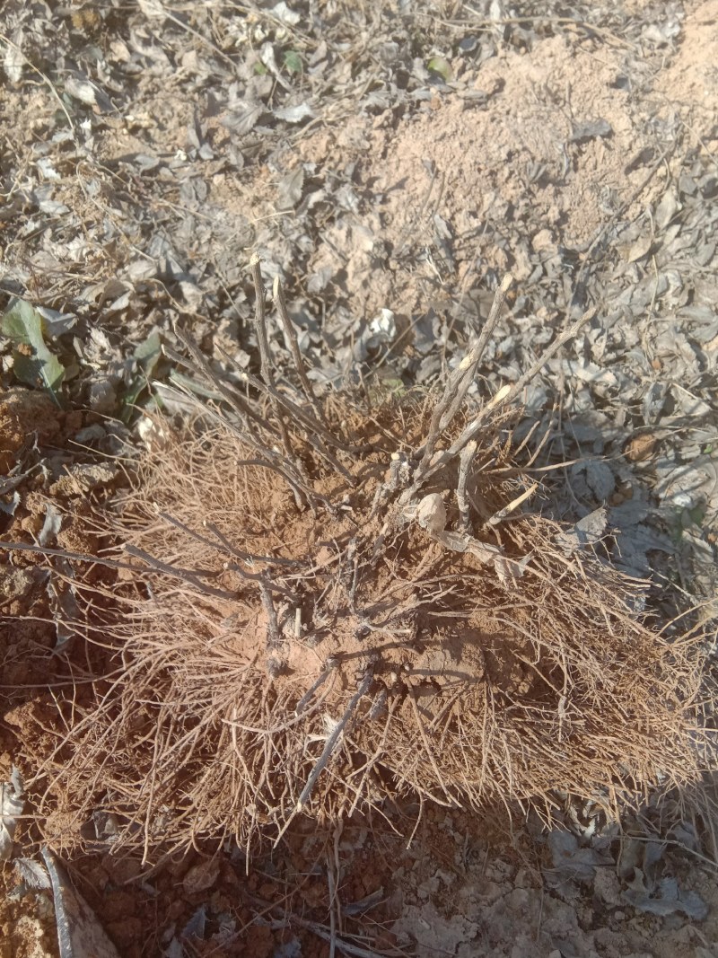 北苍术种芽块茎鲜货，香味浓，农户自家种的