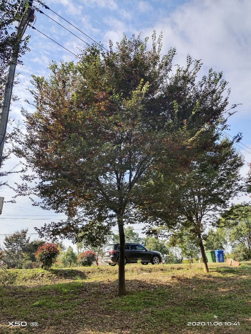 河南南阳大量供应精品10---30公分榉树