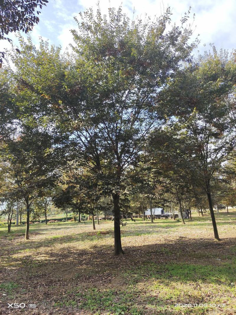 河南南阳大量供应精品10---30公分榉树
