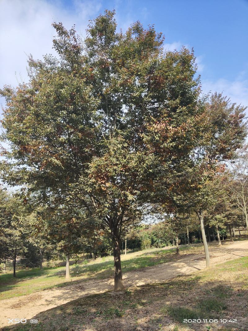 河南南阳大量供应精品10---30公分榉树