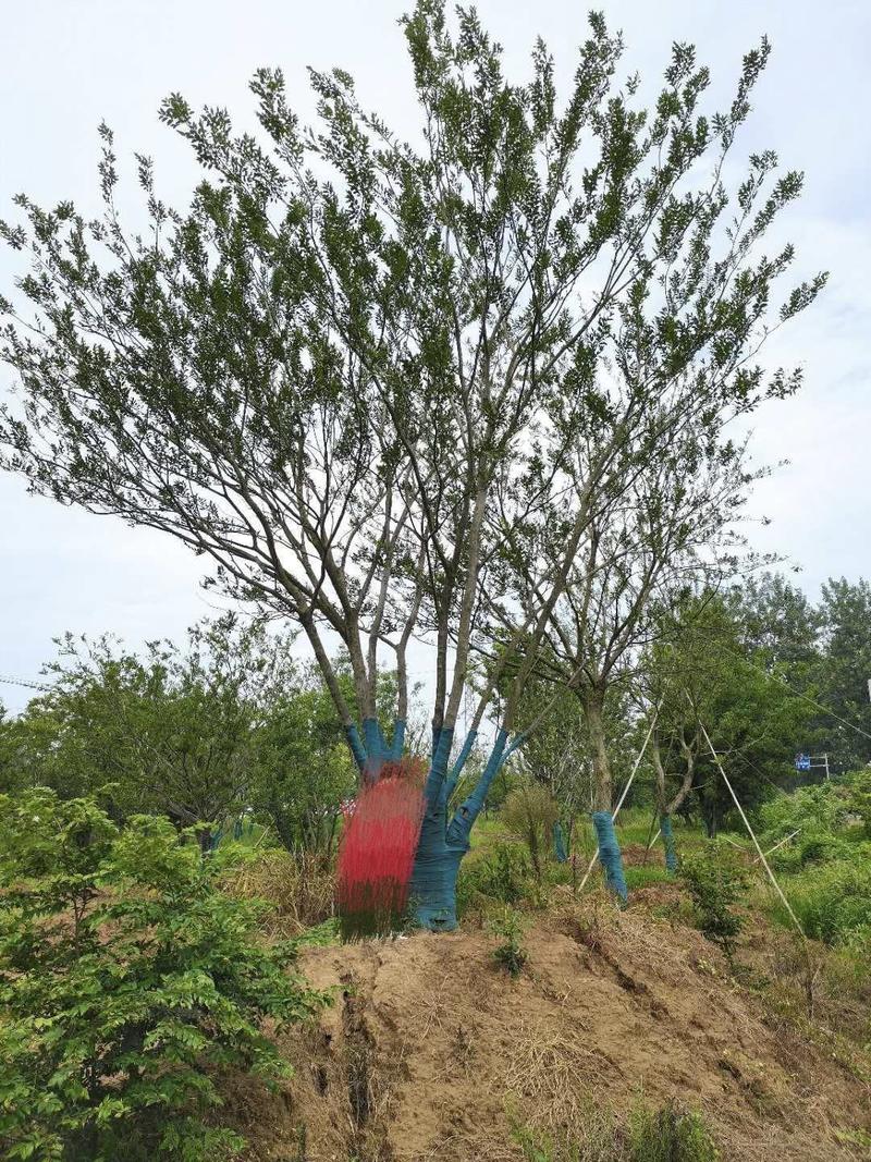 河南供应大规格丛生朴树高度6---10米，冠幅4-米