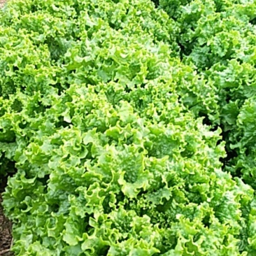 河北饶阳冷棚《生菜》大量上市中！！！！！！！！