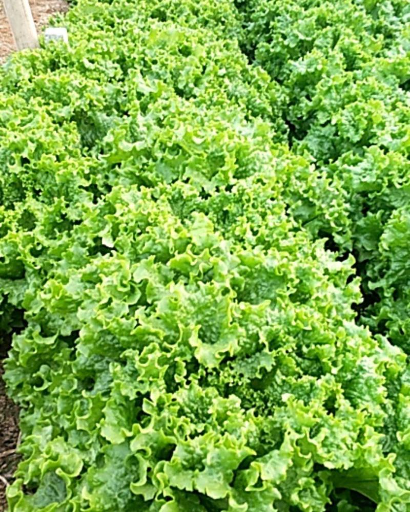 河北饶阳冷棚《生菜》大量上市中！！！！！！！！