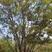 河南供应大规格丛生朴树高度6---10米，冠幅4-米