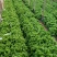 河北饶阳冷棚《生菜》大量上市中！！！！！！！！