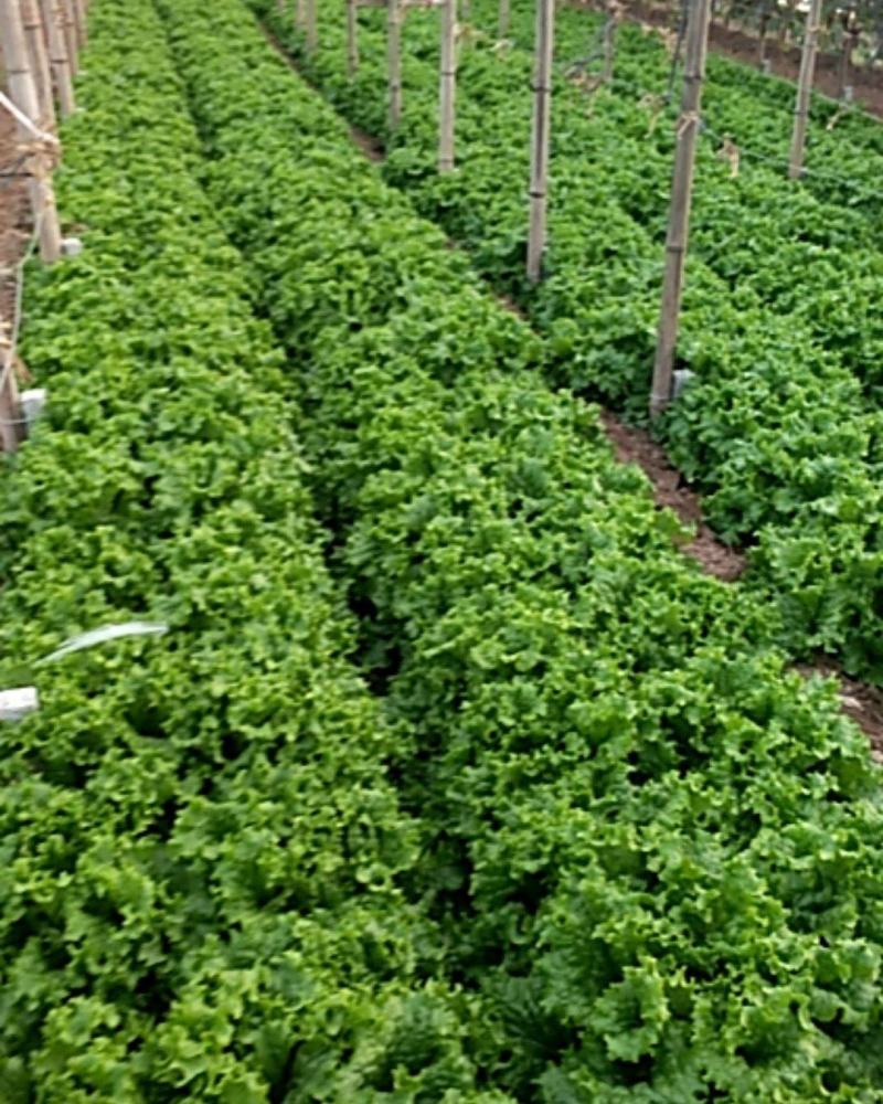 河北饶阳冷棚《生菜》大量上市中！！！！！！！！