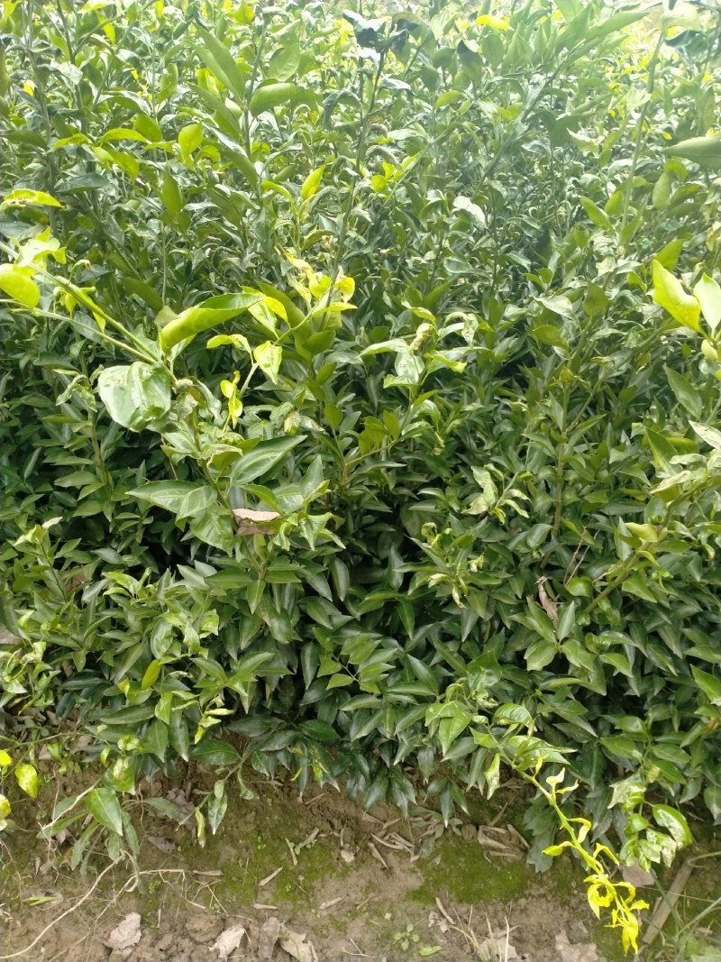 皱皮柑橘树苗，柑桔树苗，狮头柑