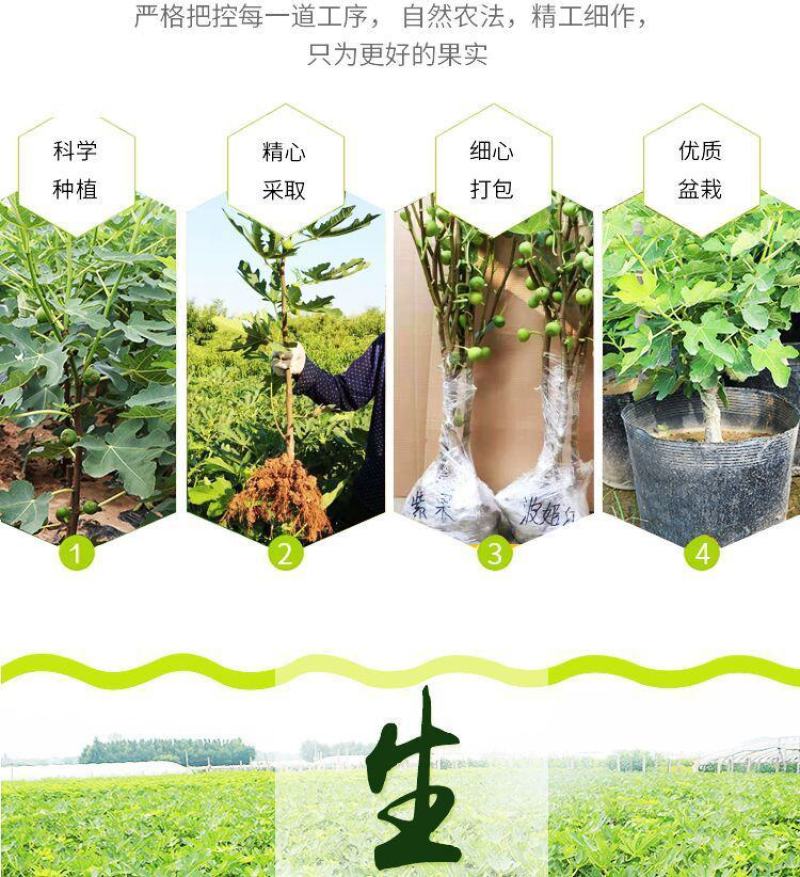 波姬红布莱瑞可青皮无花果苗包品种当年结果事宜南北方种植