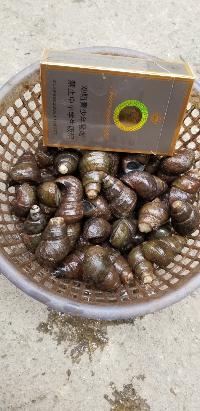 饲料螺食用螺蛳质量保证周边配送。。