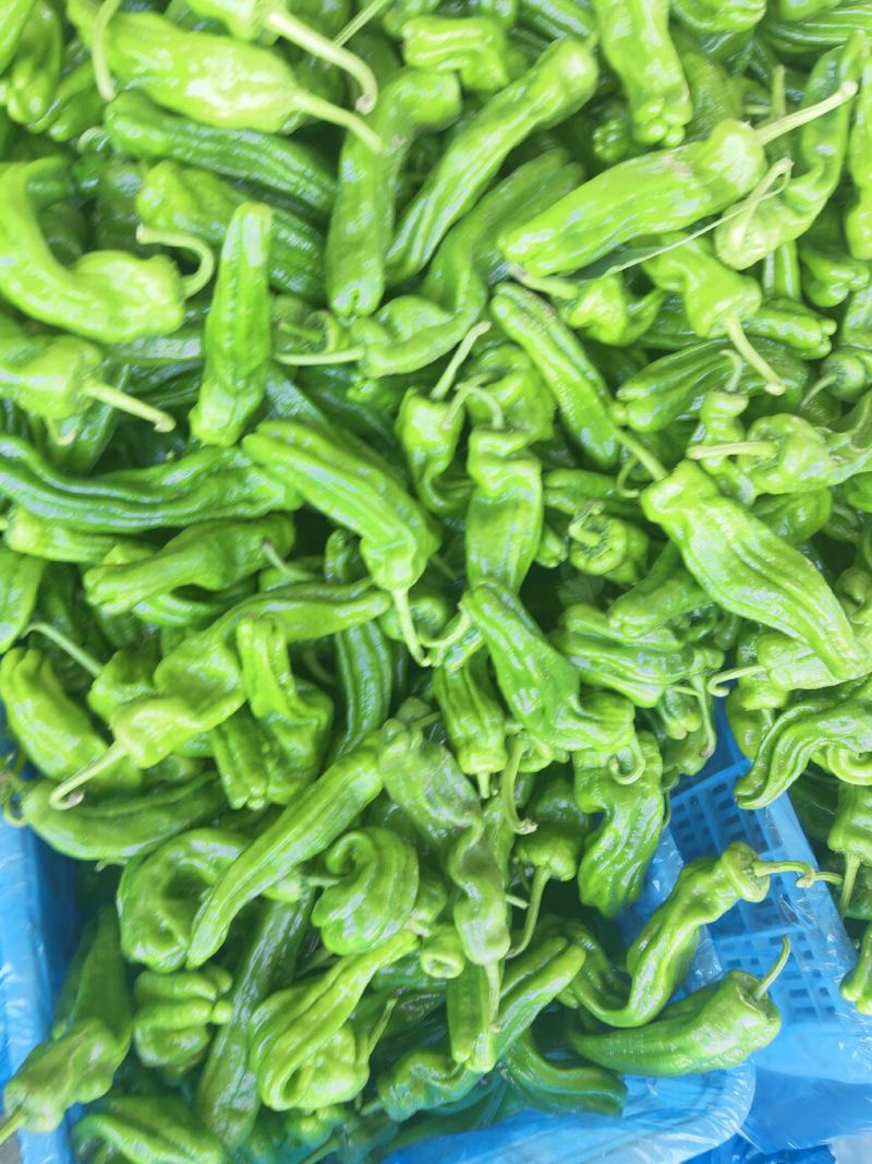 辣椒，大量上市，露天，大棚，新鲜蔬菜，产量大，品种全