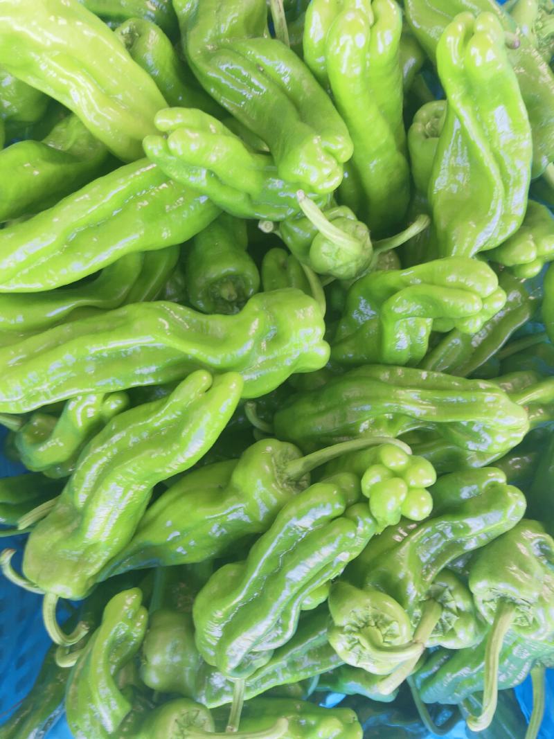 辣椒，大量上市，露天，大棚，新鲜蔬菜，产量大，品种全