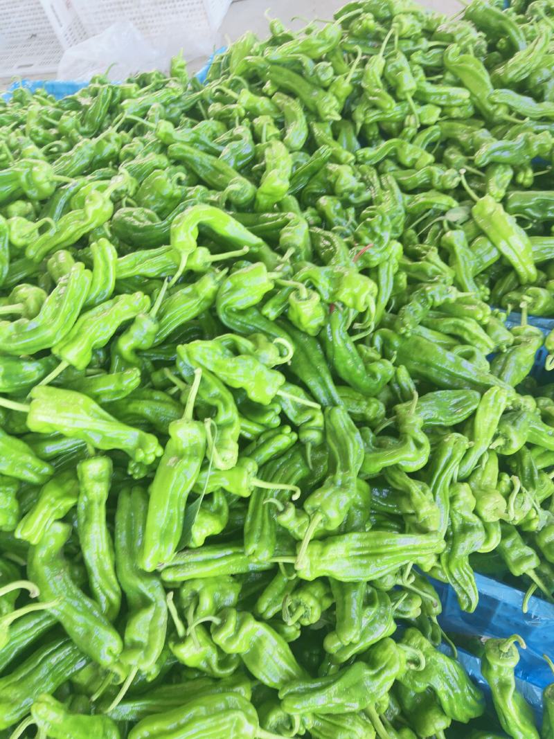辣椒，大量上市，露天，大棚，新鲜蔬菜，产量大，品种全