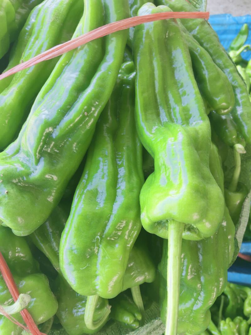 辣椒，大量上市，露天，大棚，新鲜蔬菜，产量大，品种全