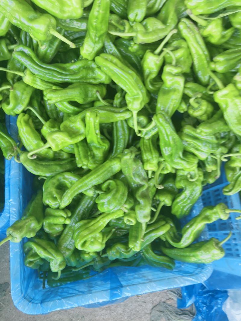 辣椒，大量上市，露天，大棚，新鲜蔬菜，产量大，品种全