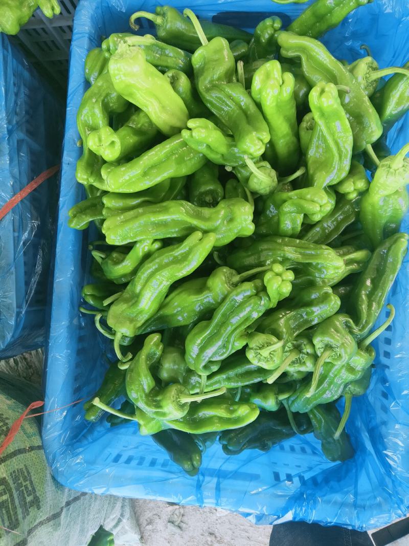 辣椒，大量上市，露天，大棚，新鲜蔬菜，产量大，品种全