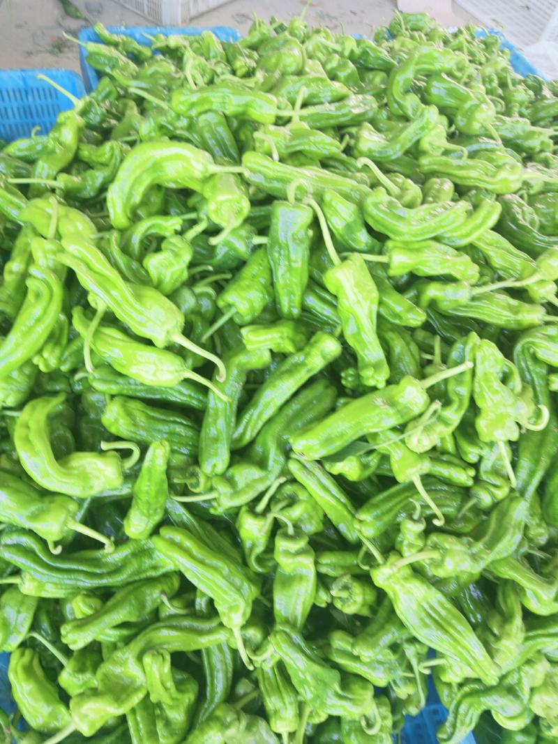辣椒，大量上市，露天，大棚，新鲜蔬菜，产量大，品种全