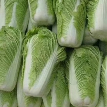 北京三号大白菜，保证质量，适合冬储，产地代发全国。